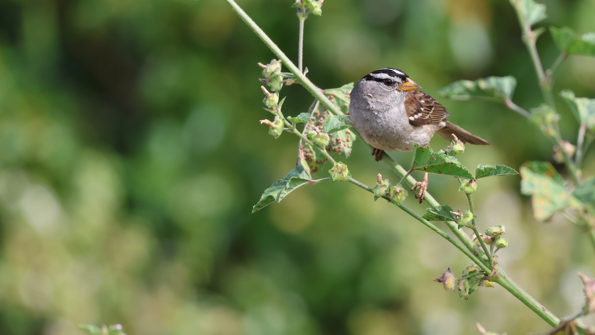 White-crowned Sparrow - ML619007368