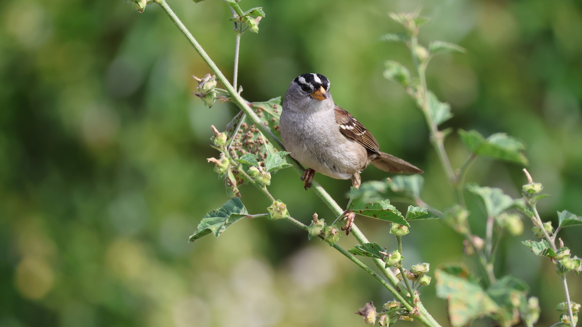 White-crowned Sparrow - Shawn DOHRING