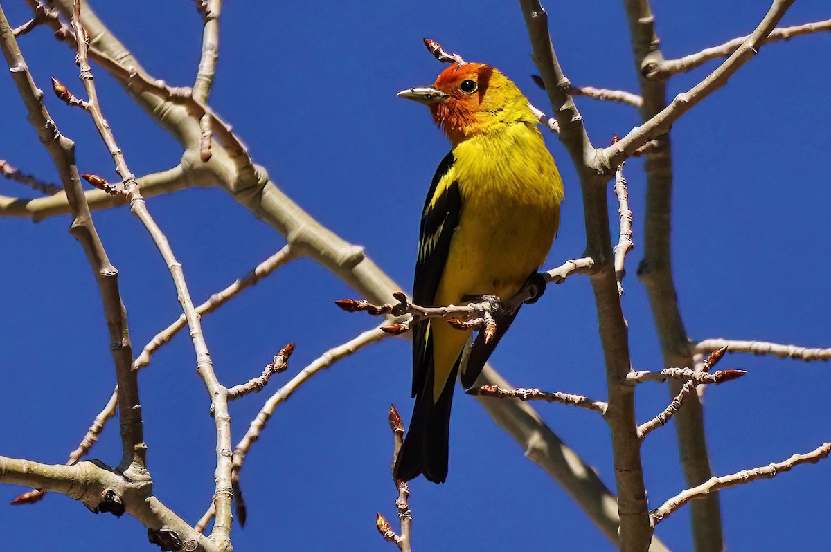 Western Tanager - ML619007376