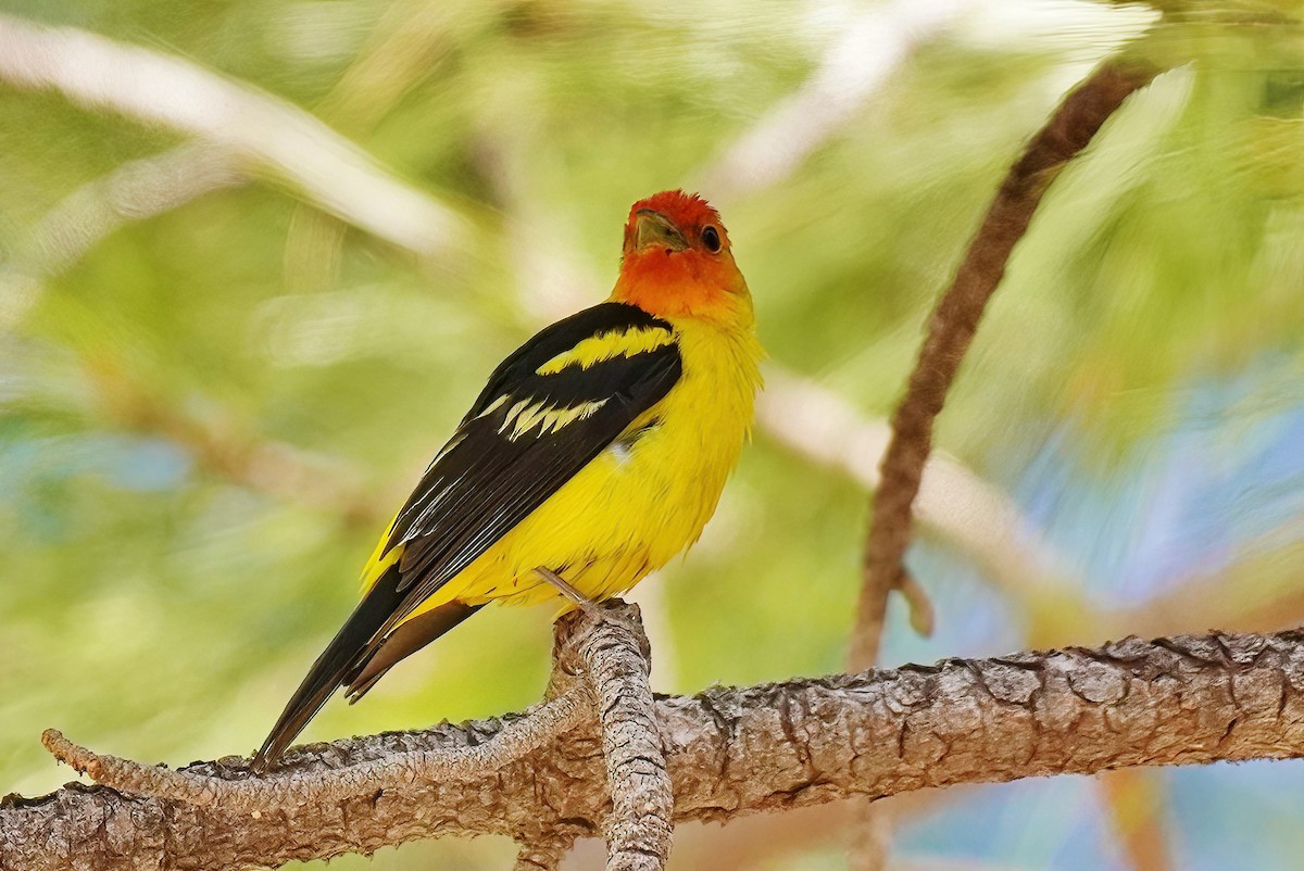 Western Tanager - ML619007377