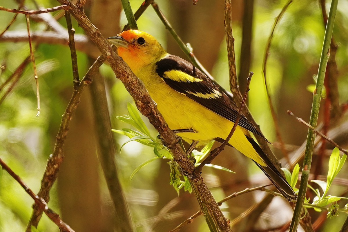 Western Tanager - ML619007378