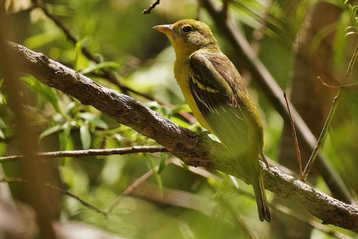 Western Tanager - ML619007379