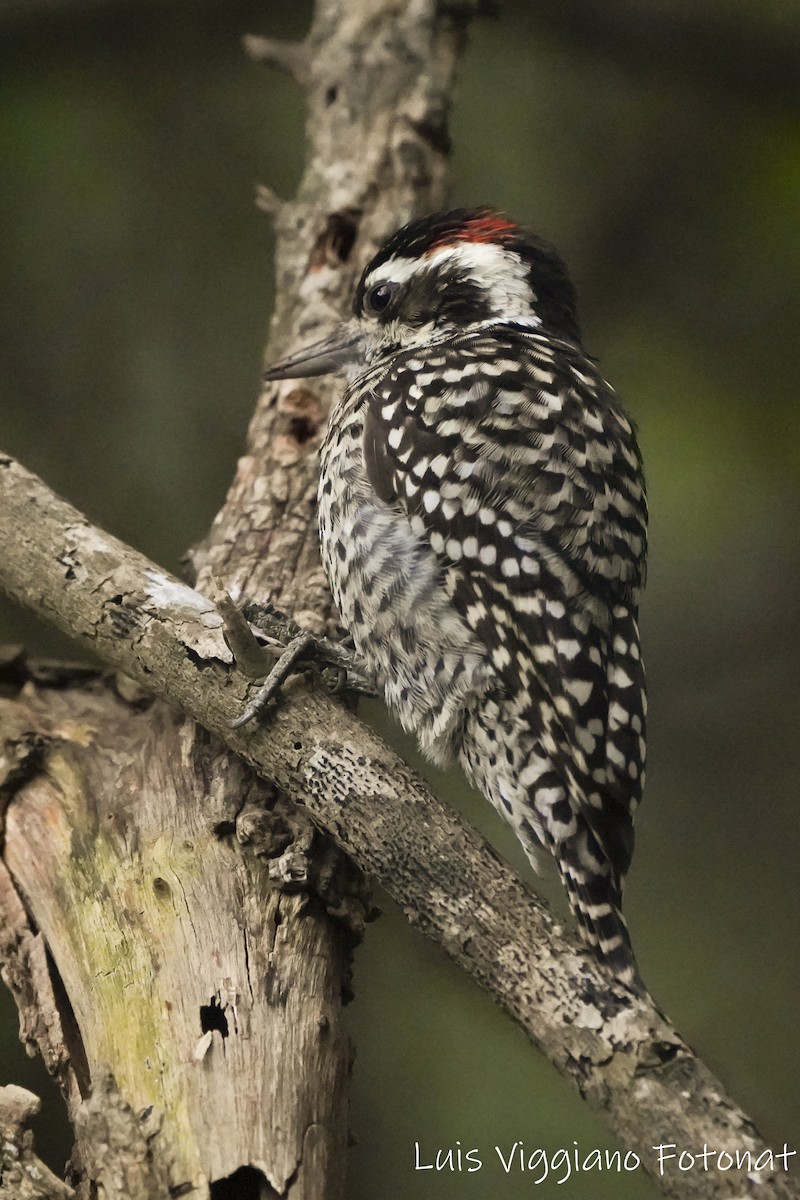 Checkered Woodpecker - ML619007392