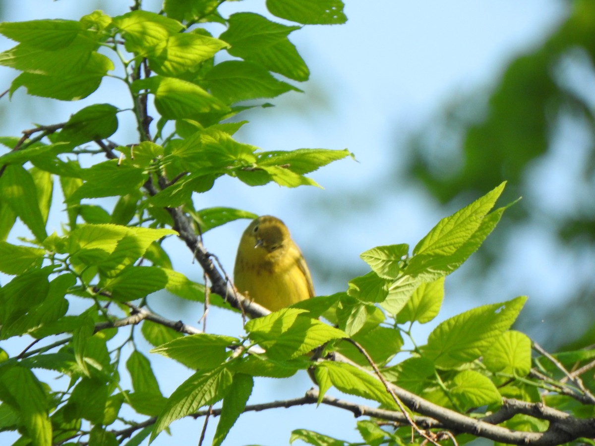 Yellow Warbler (Northern) - Liren Varghese