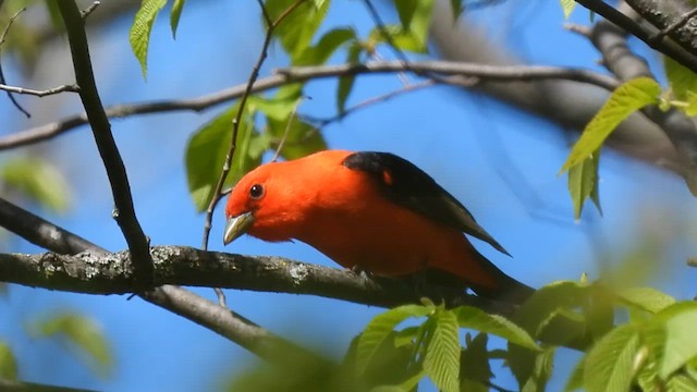Scarlet Tanager - ML619007394