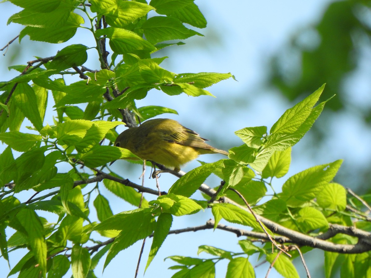 Yellow Warbler (Northern) - Liren Varghese