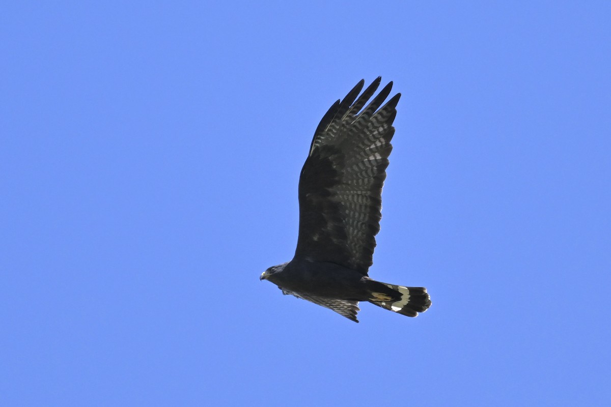 Zone-tailed Hawk - David Clapp