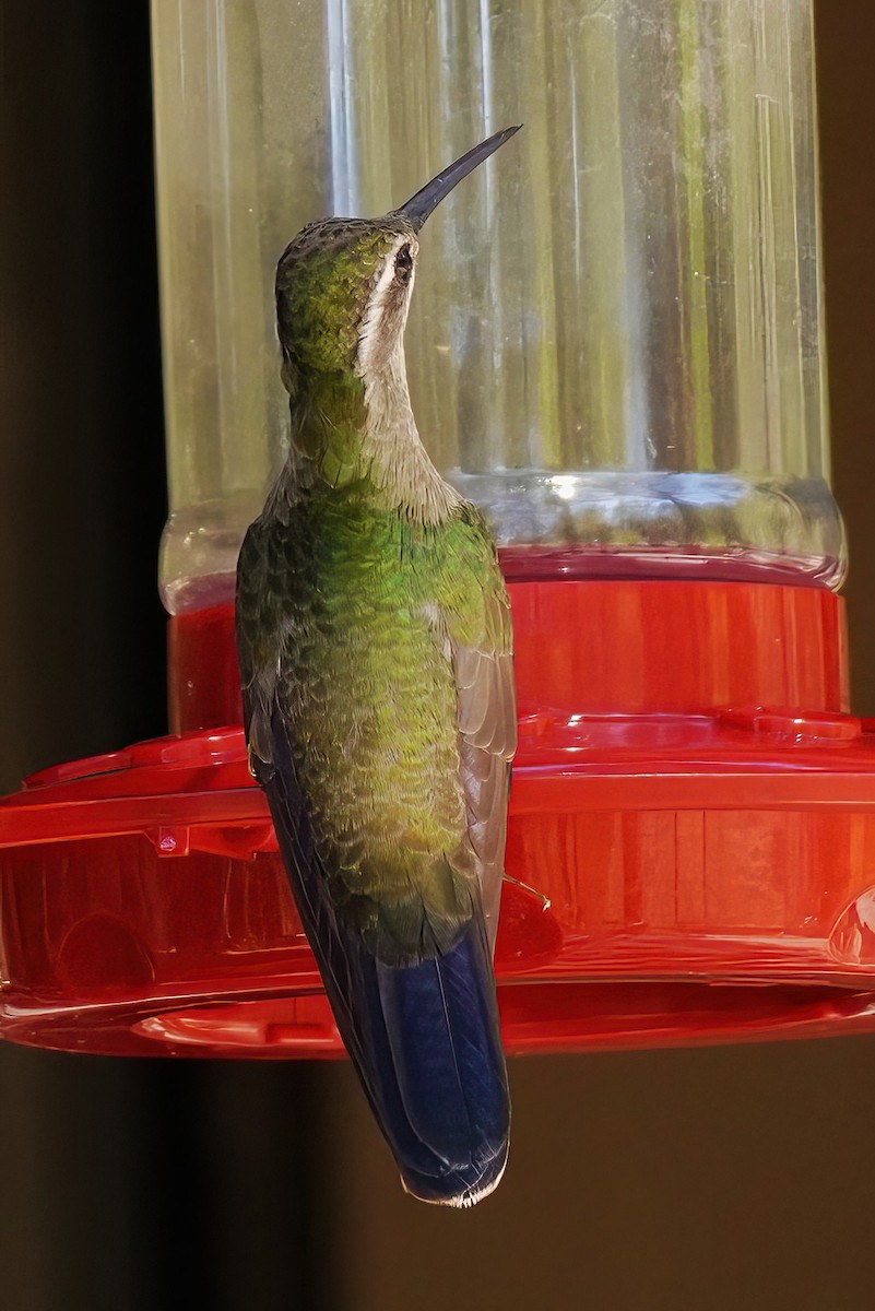 kolibřík blankytohrdlý - ML619007432