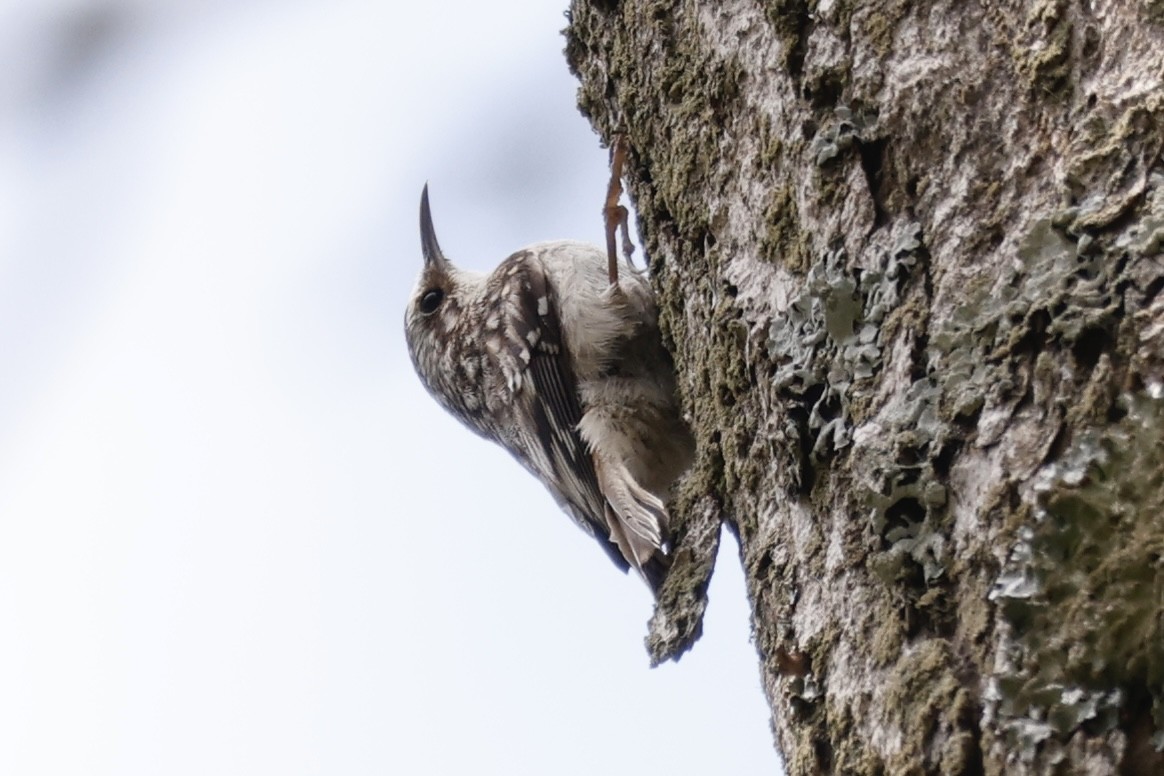 Brown Creeper - Catherine Lawrence