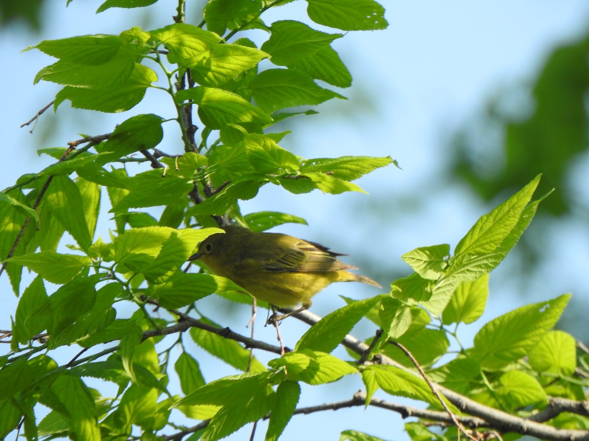 Yellow Warbler (Northern) - ML619007468