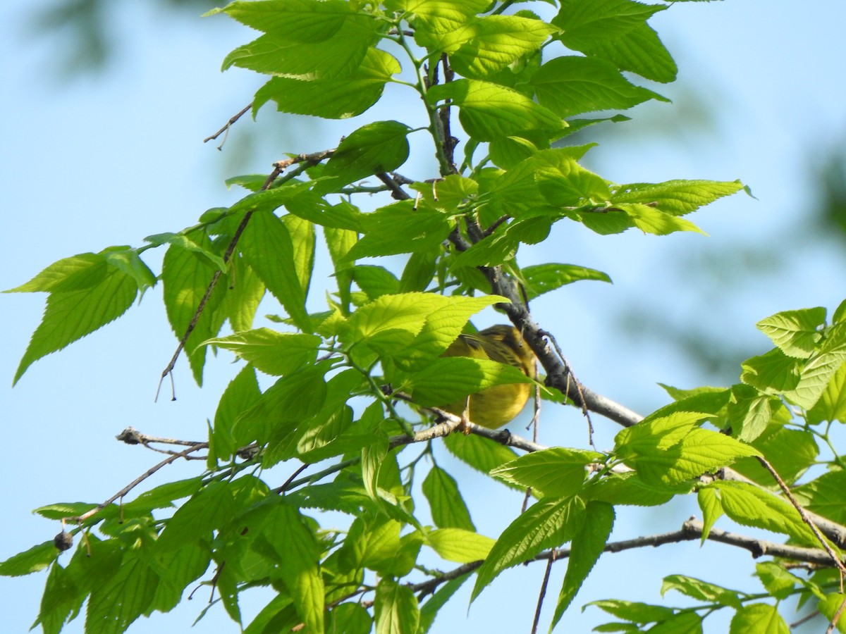Yellow Warbler (Northern) - ML619007469