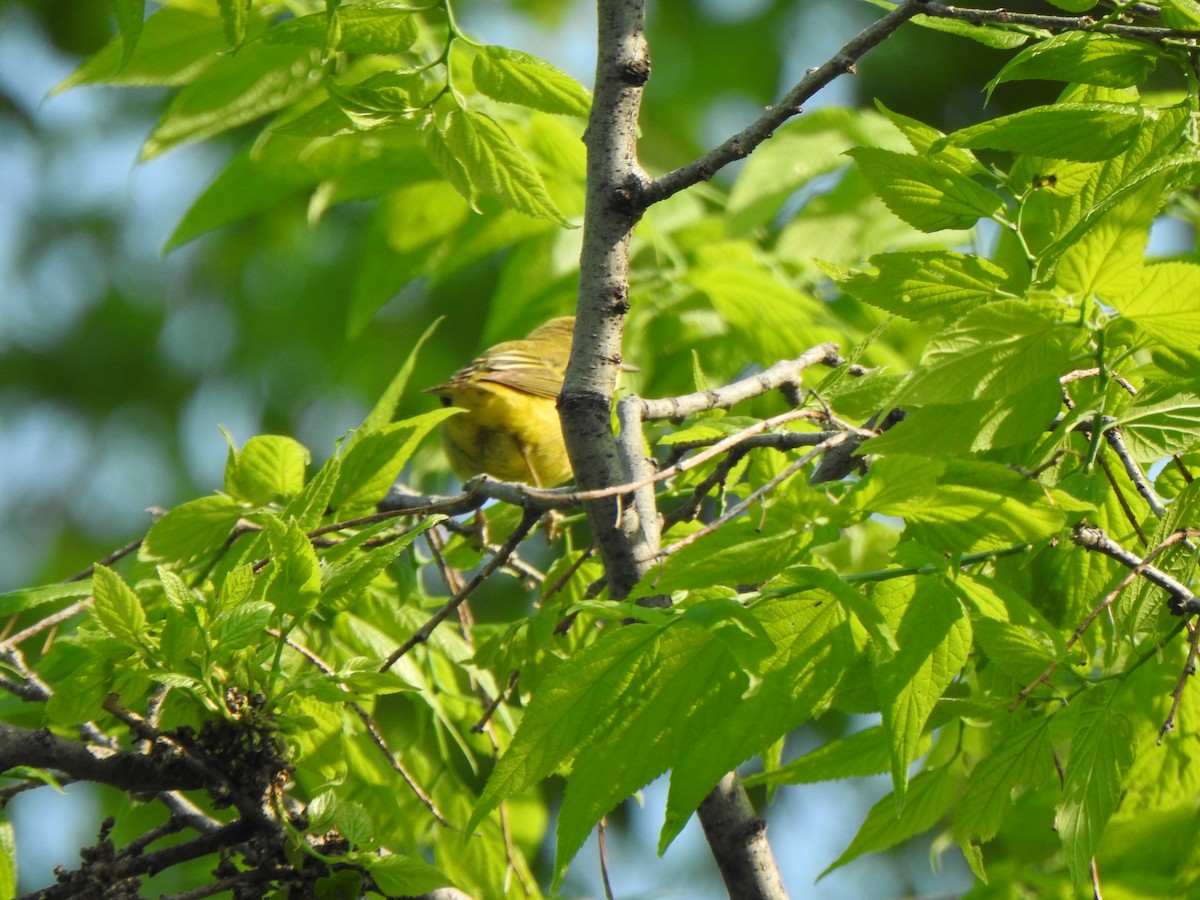 Yellow Warbler (Northern) - ML619007470