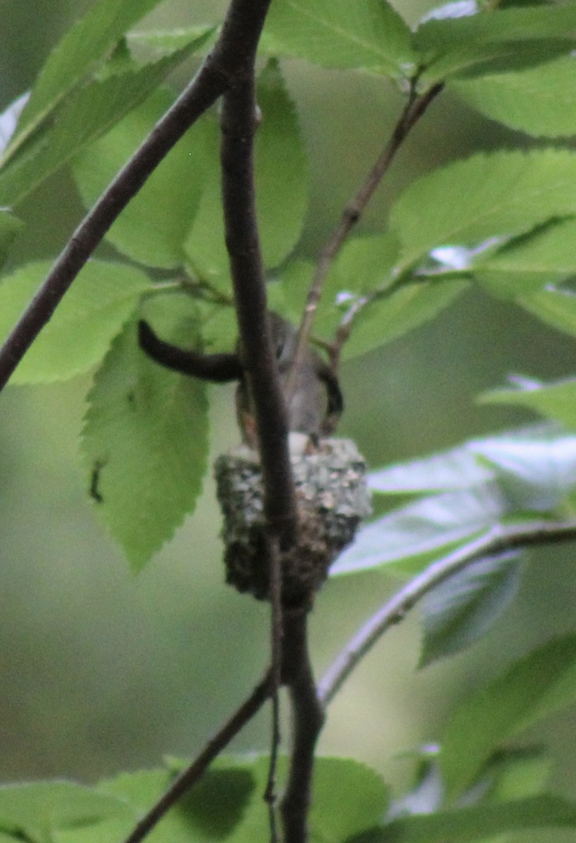 Ruby-throated Hummingbird - ML619007474