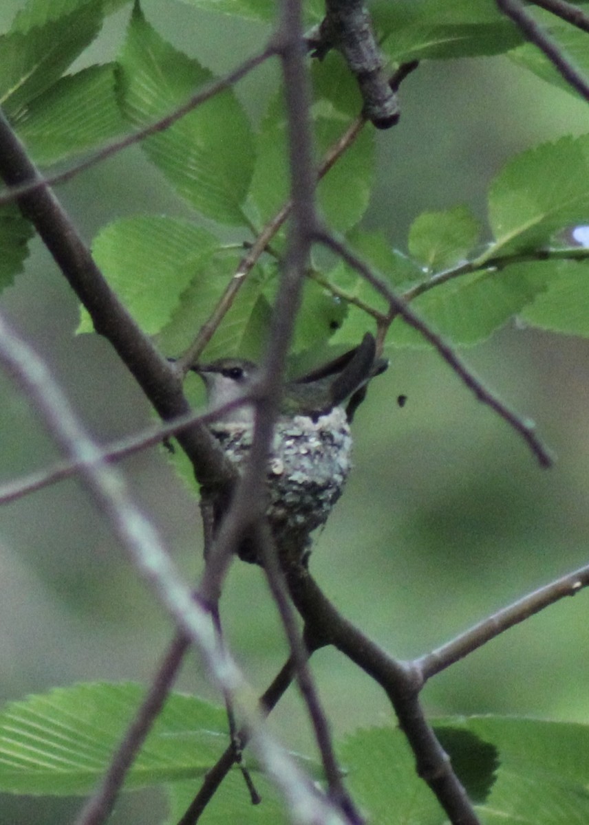 Ruby-throated Hummingbird - ML619007475