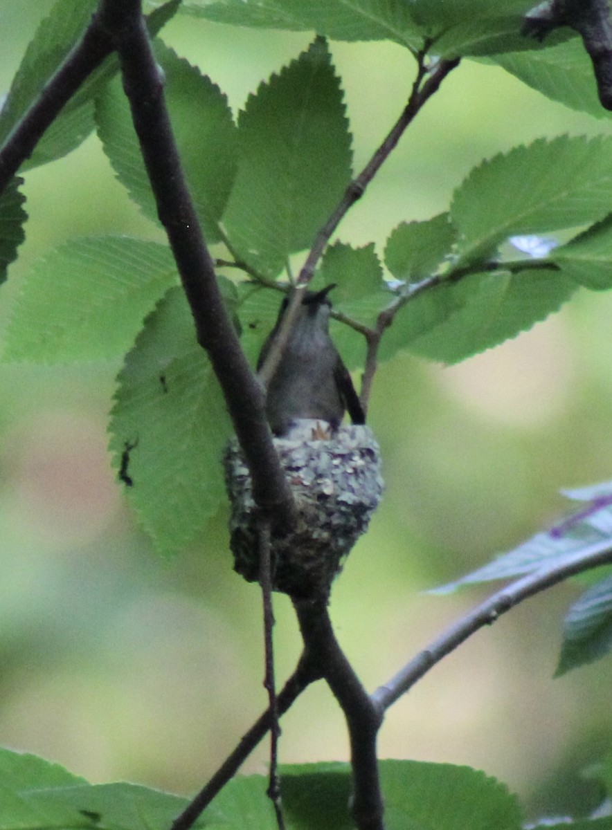 Ruby-throated Hummingbird - ML619007477