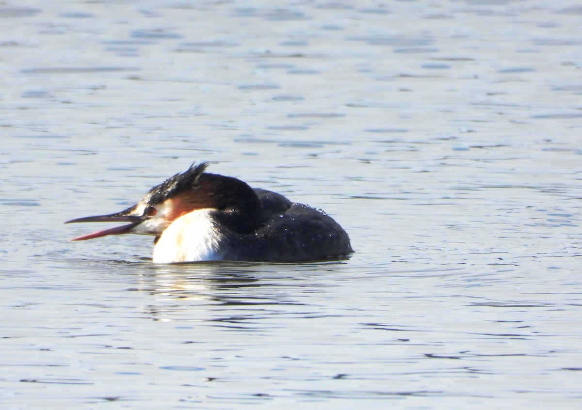 Great Crested Grebe - ML619007512