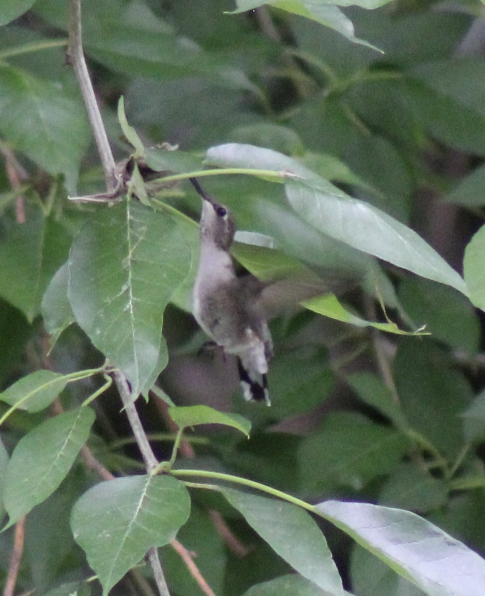 Black-chinned Hummingbird - ML619007517