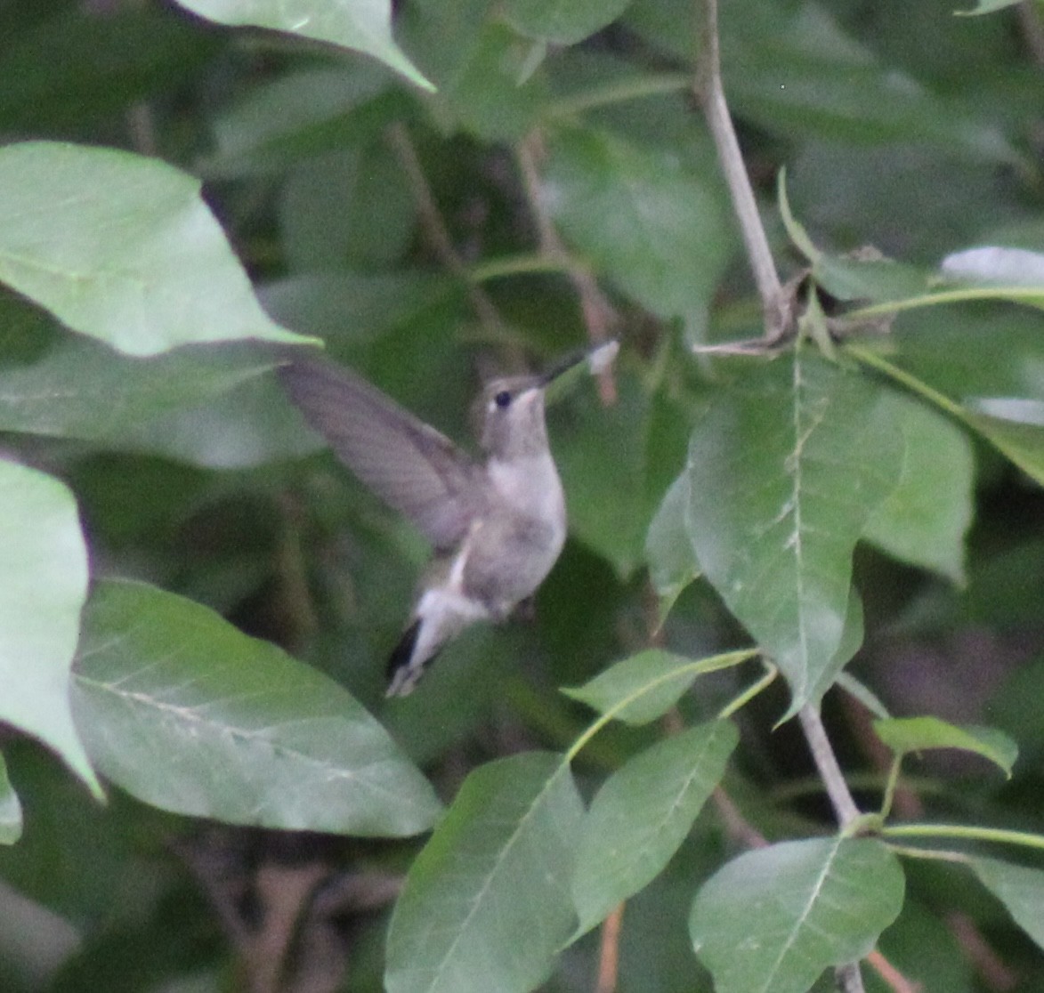 Black-chinned Hummingbird - ML619007518