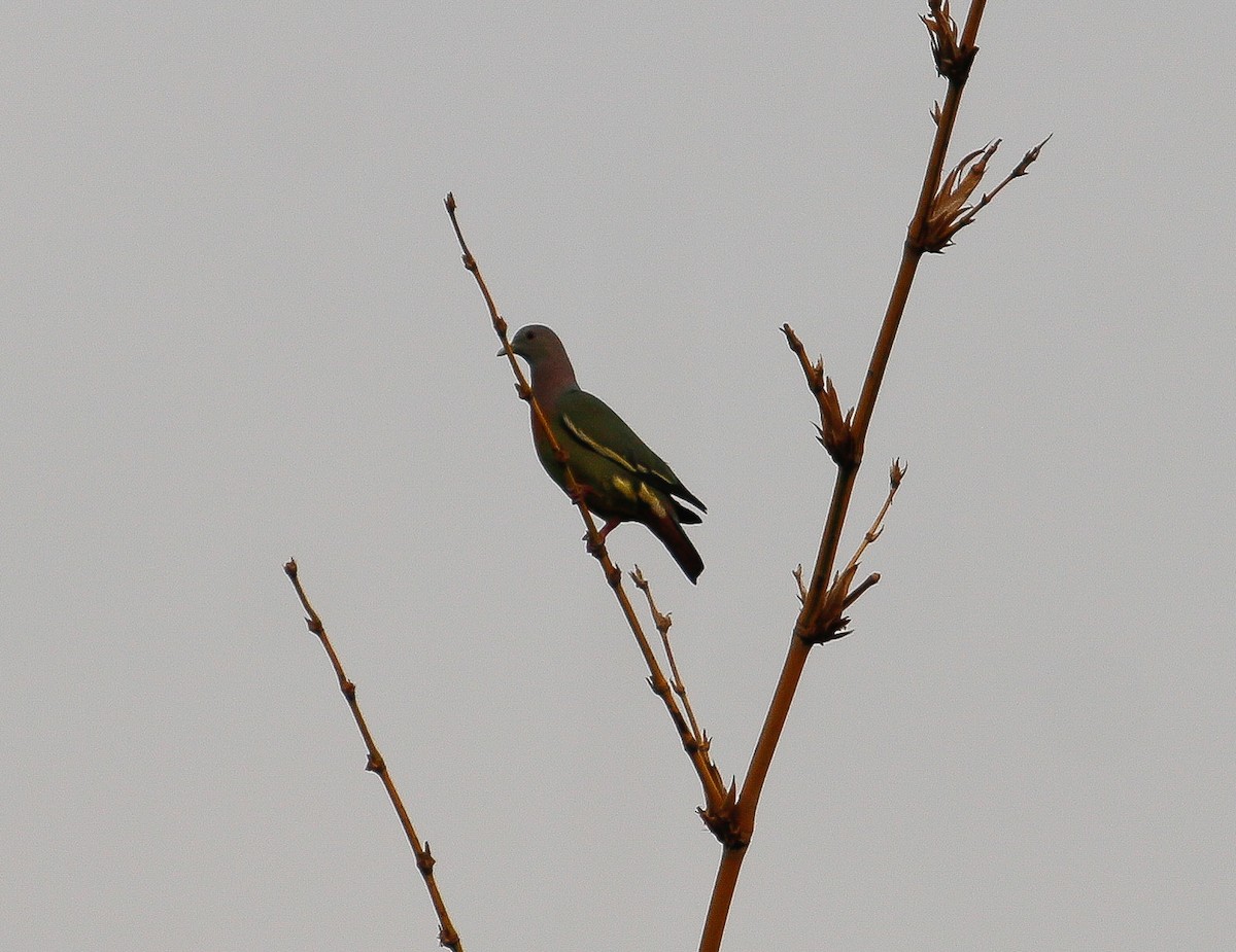 Pink-necked Green-Pigeon - ML619007522
