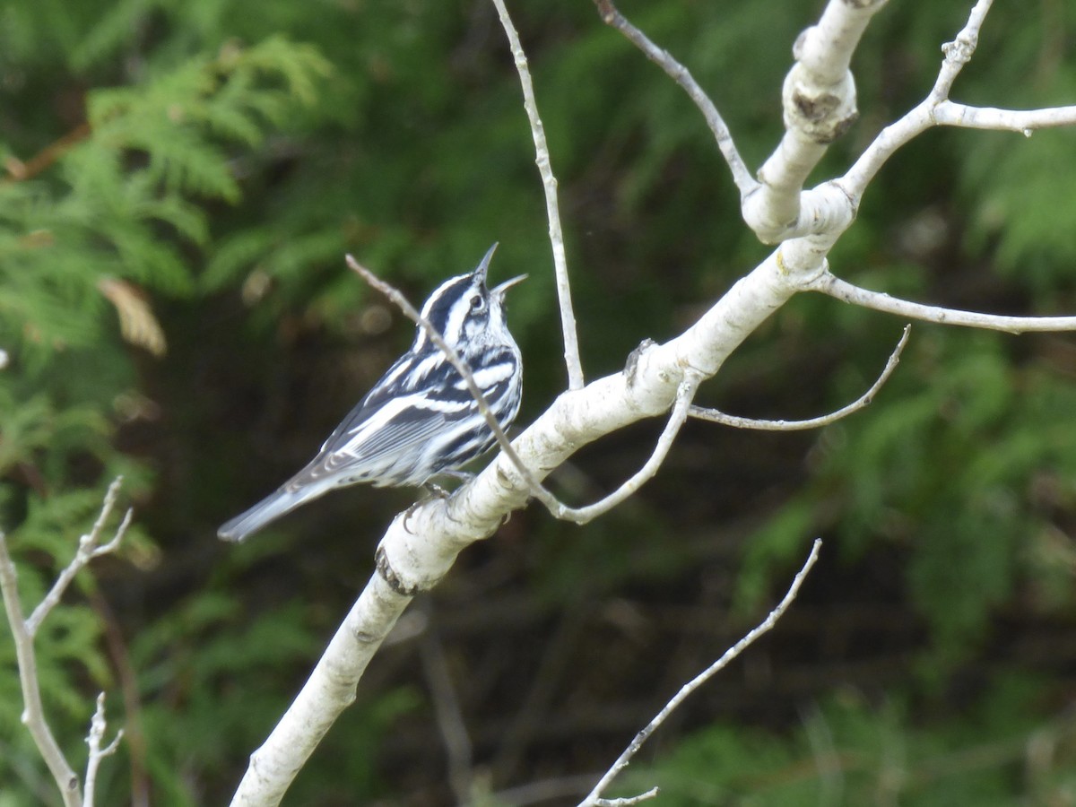 Black-and-white Warbler - ML619007532