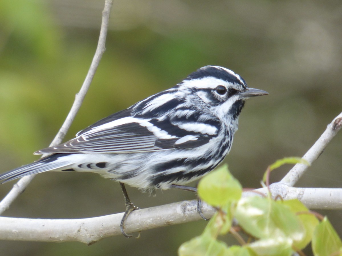 Black-and-white Warbler - ML619007533