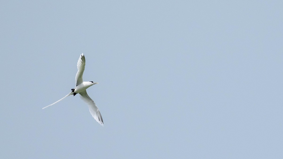 White-tailed Tropicbird - ML619007537