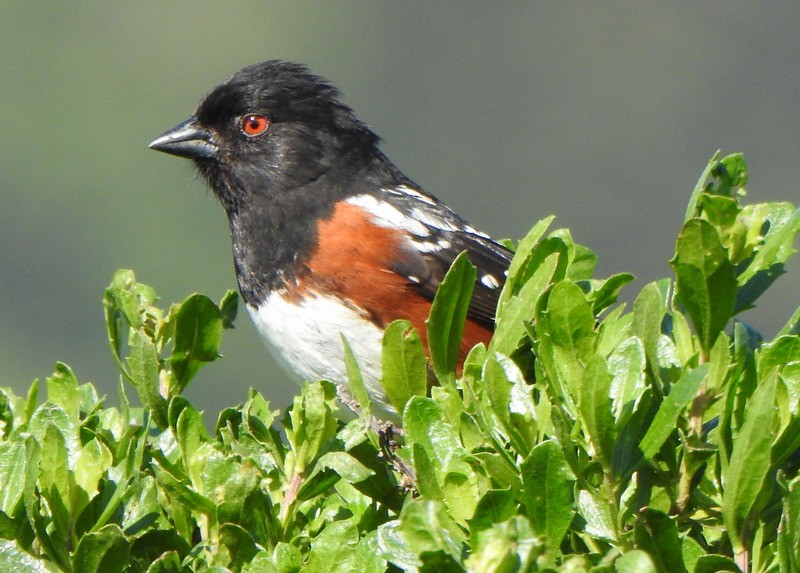 Spotted Towhee - ML619007620