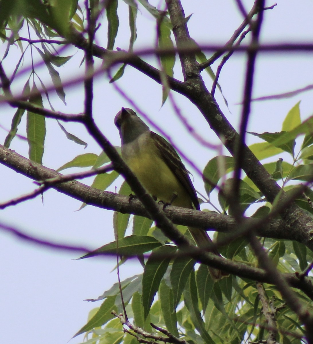 Great Crested Flycatcher - ML619007634