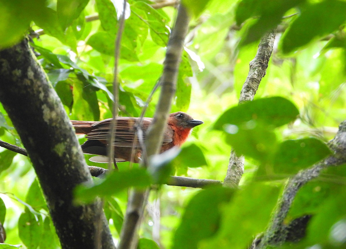 Red-throated Ant-Tanager - ML619007641