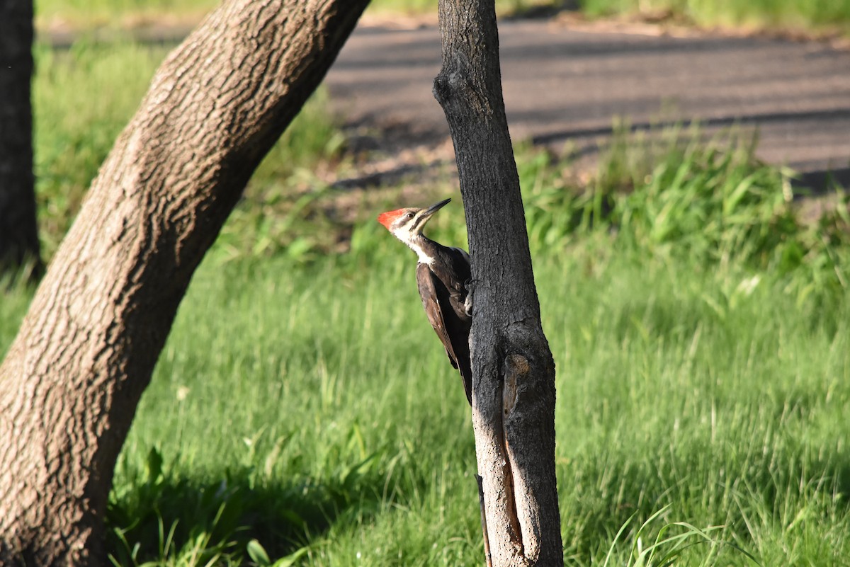Pileated Woodpecker - Marty Hoag