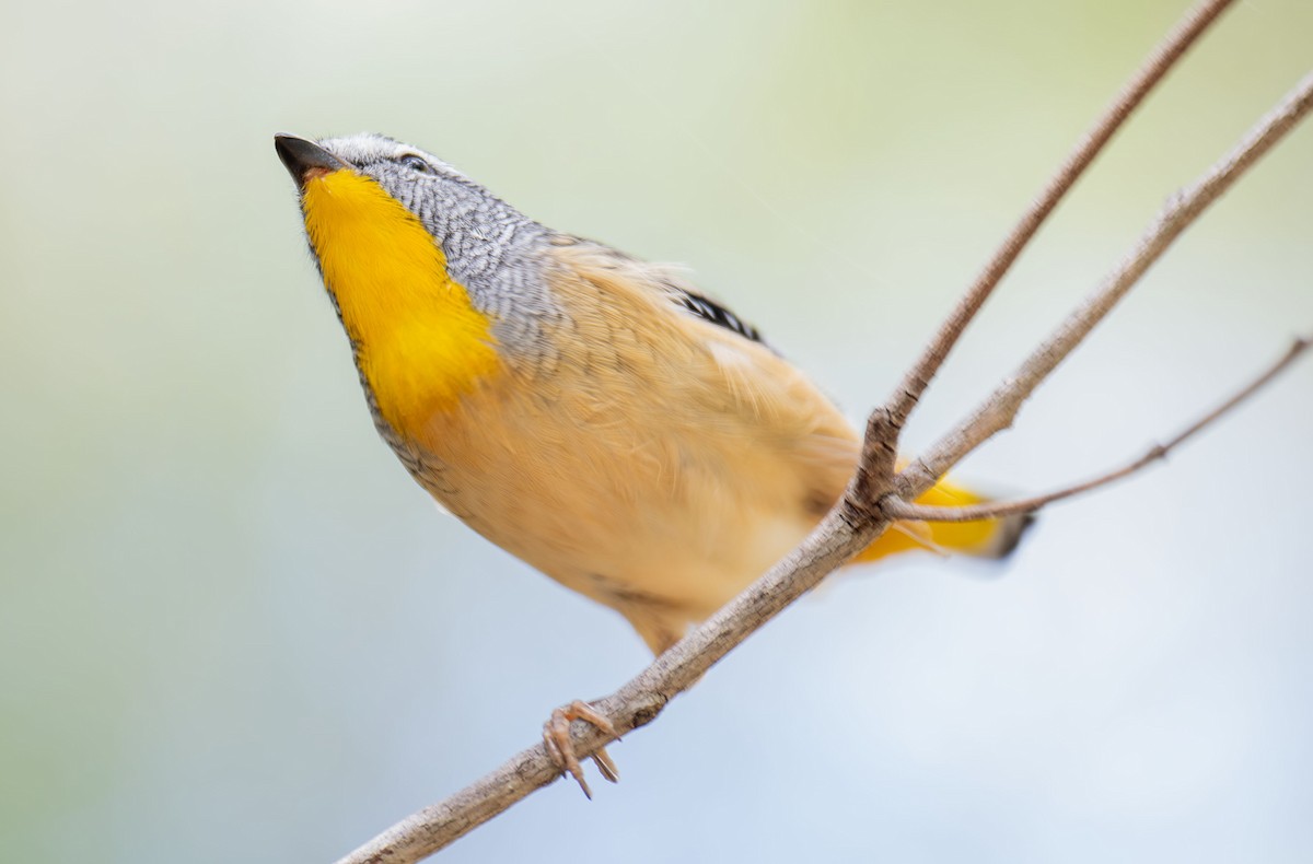 Spotted Pardalote - ML619007682