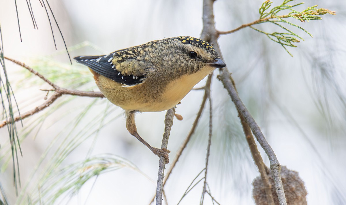 Spotted Pardalote - ML619007683