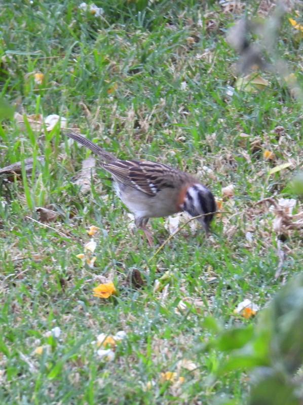 Rufous-collared Sparrow (Rufous-collared) - ML619007685