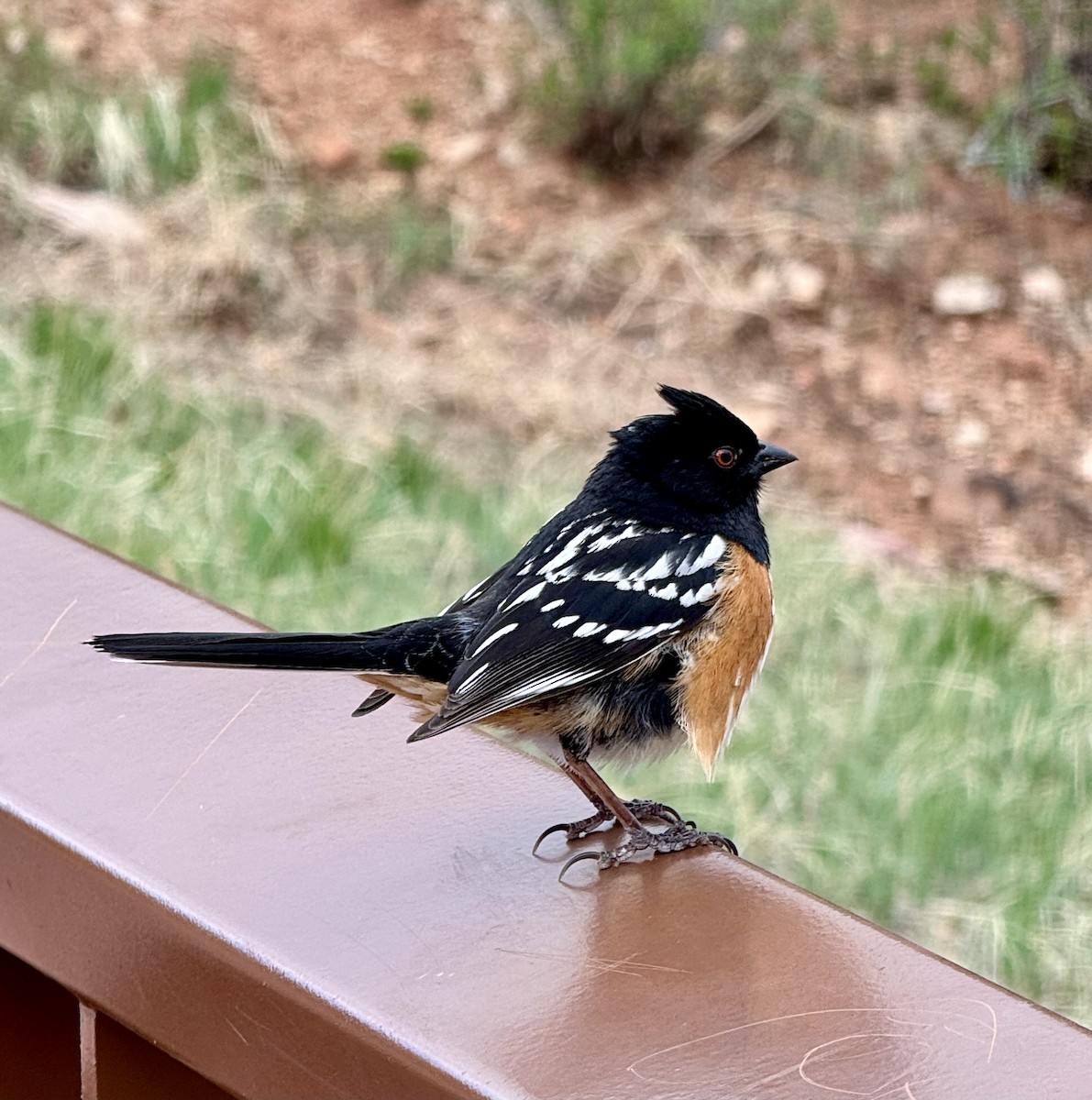 Spotted Towhee - ML619007692