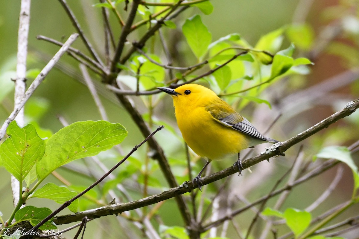 Prothonotary Warbler - ML619007737