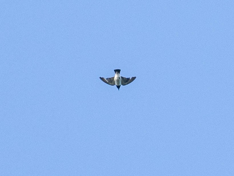 White-breasted Woodswallow - ML619007761