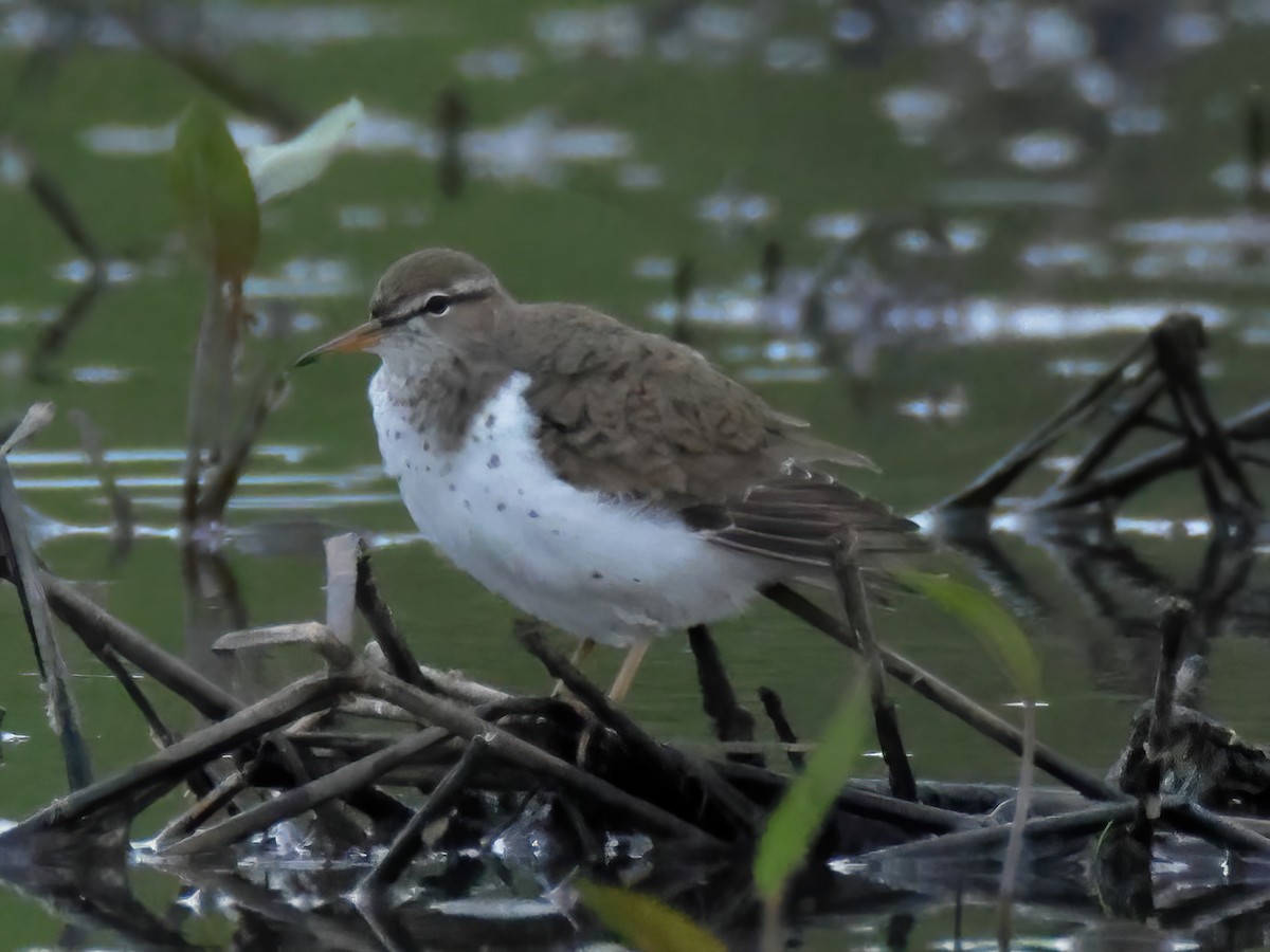 Spotted Sandpiper - Charlie Arp
