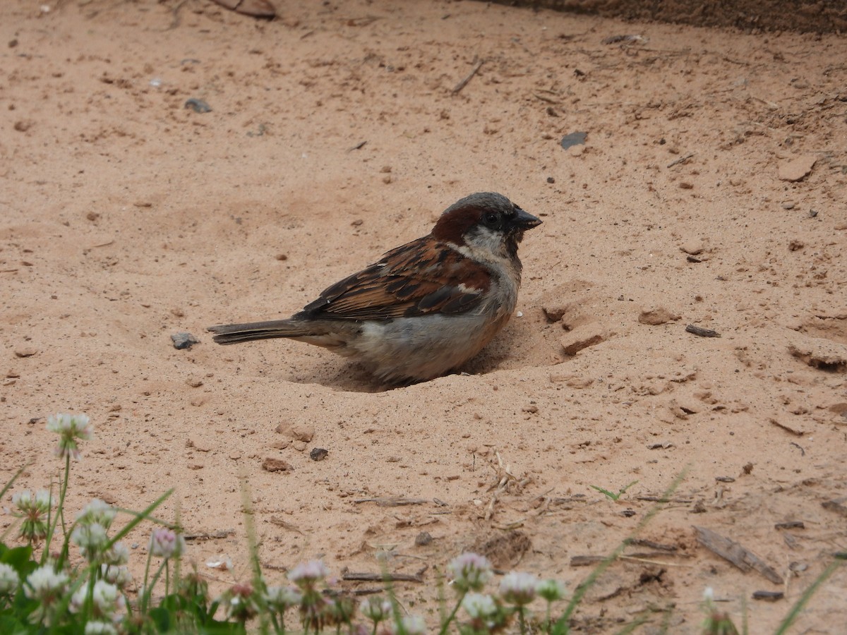 House Sparrow - Vidhya Sundar