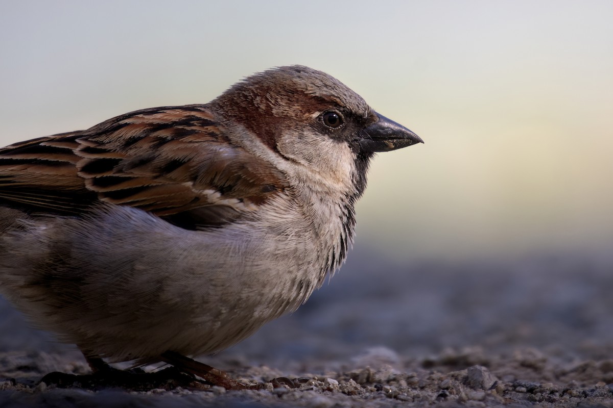 House Sparrow - Beau Cotter