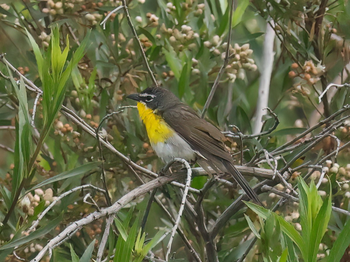 Yellow-breasted Chat - ML619007833