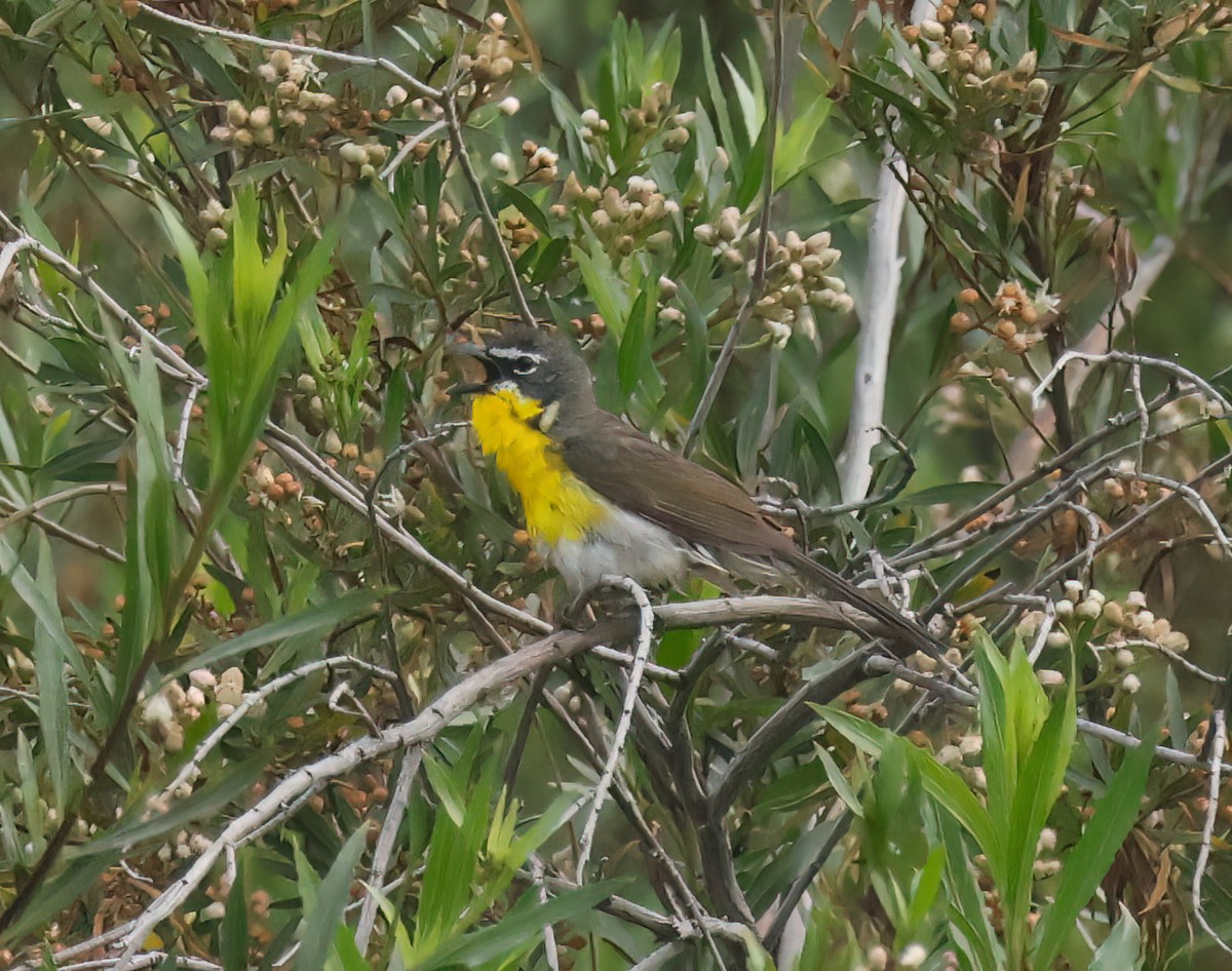 Yellow-breasted Chat - ML619007834