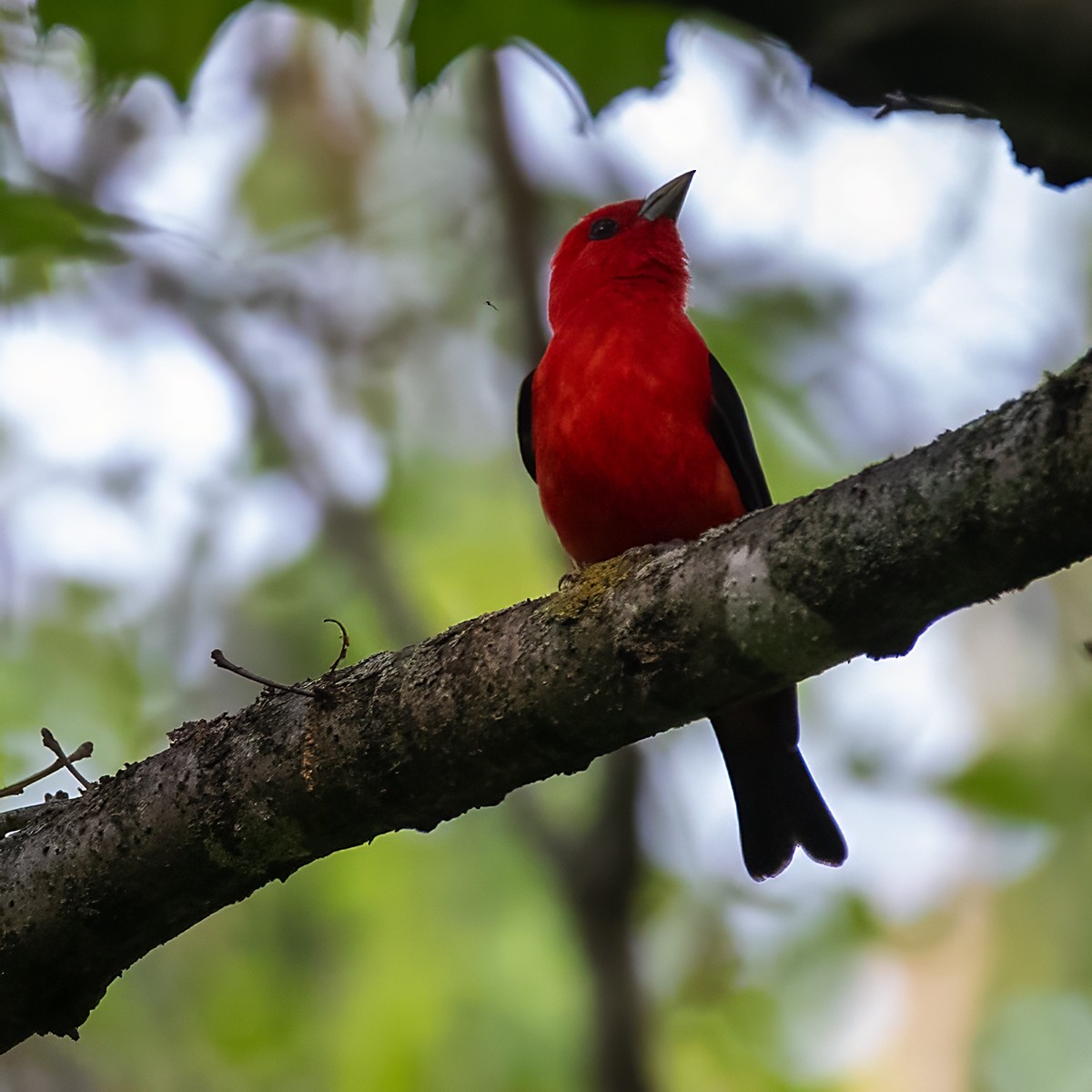 Scarlet Tanager - ML619007837