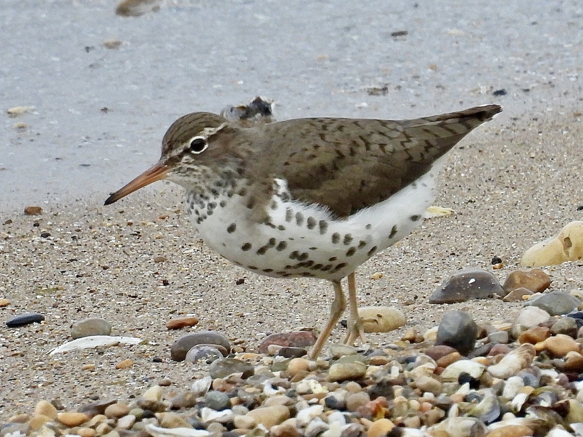 Spotted Sandpiper - Isaac Petrowitz