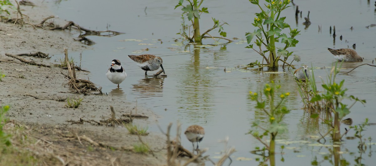 Semipalmated Plover - ML619007861