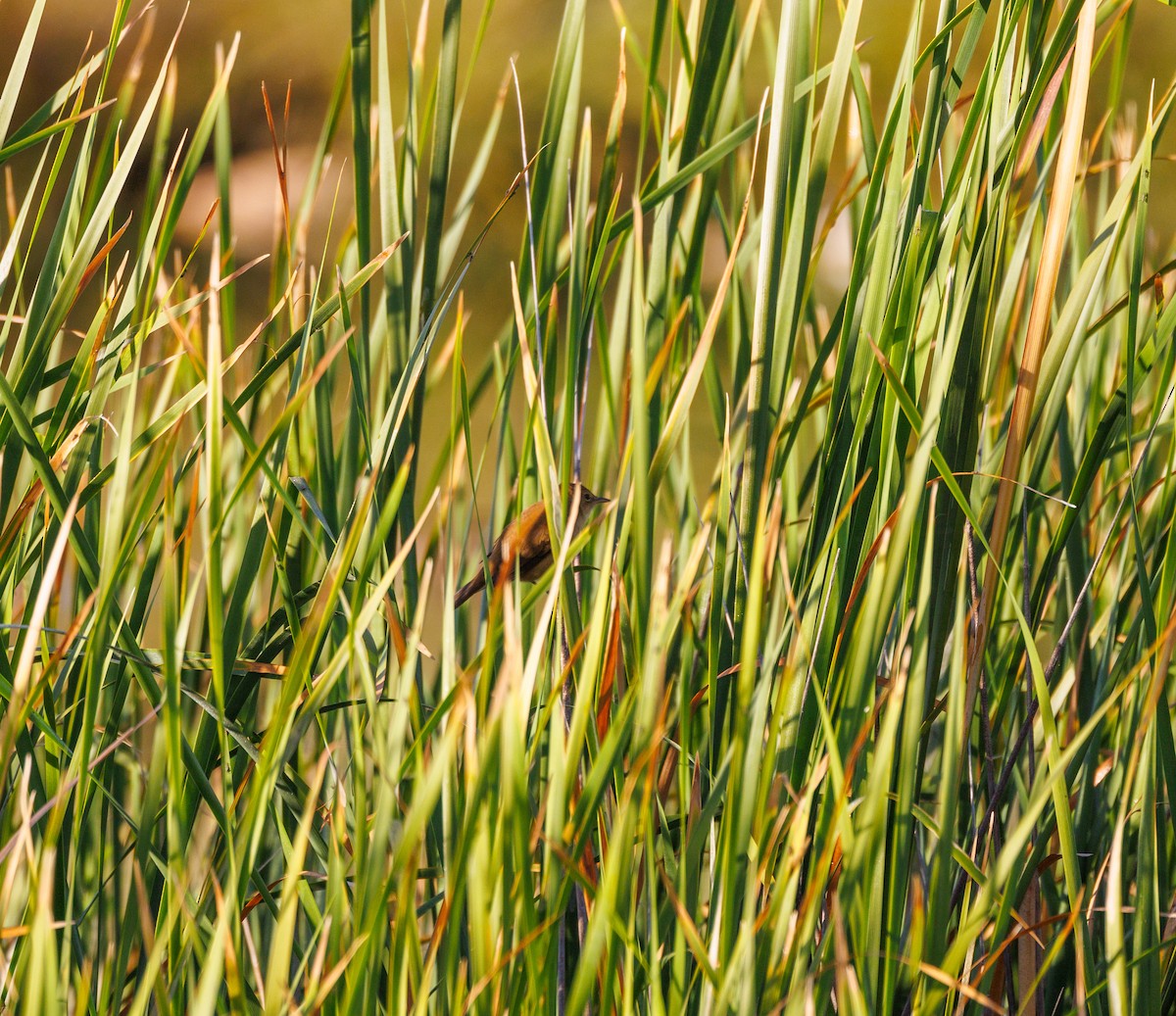 Australian Reed Warbler - Paul Rankin