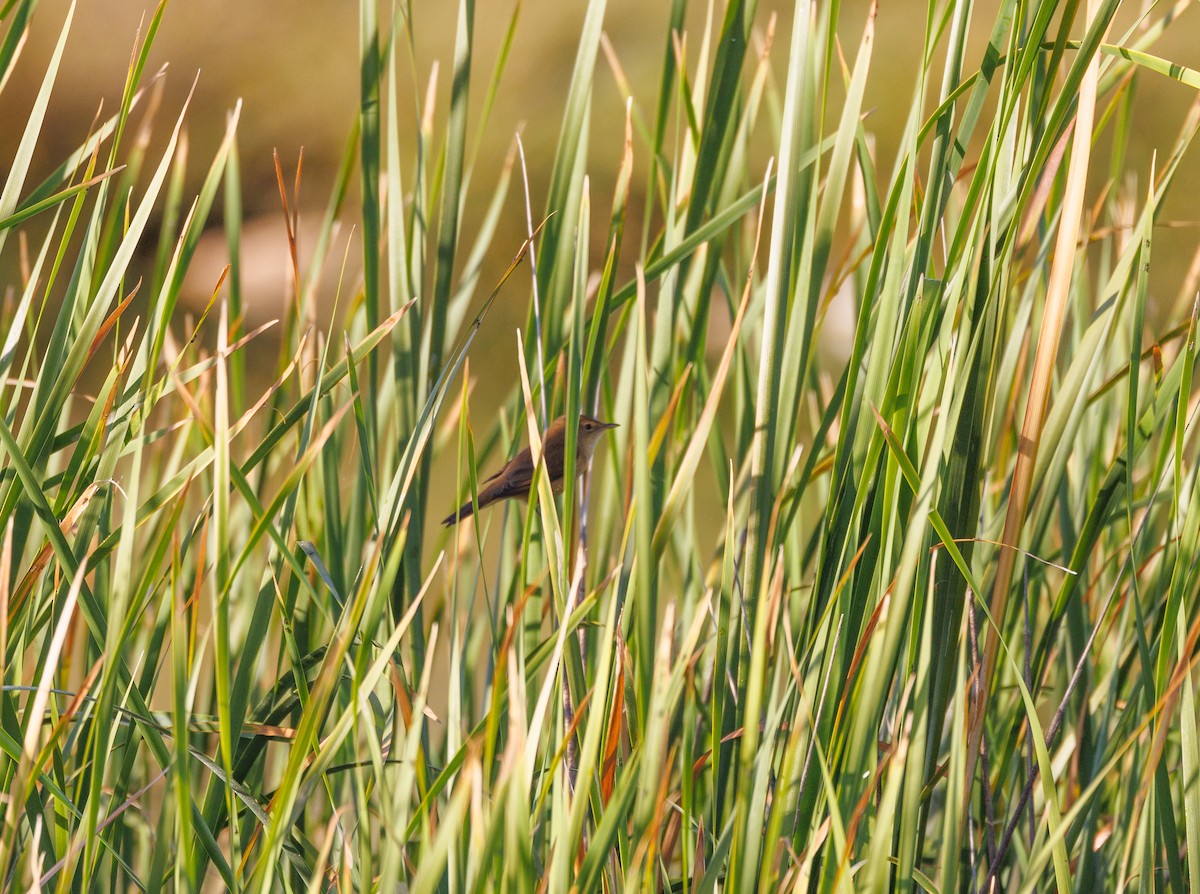 Australian Reed Warbler - ML619007872