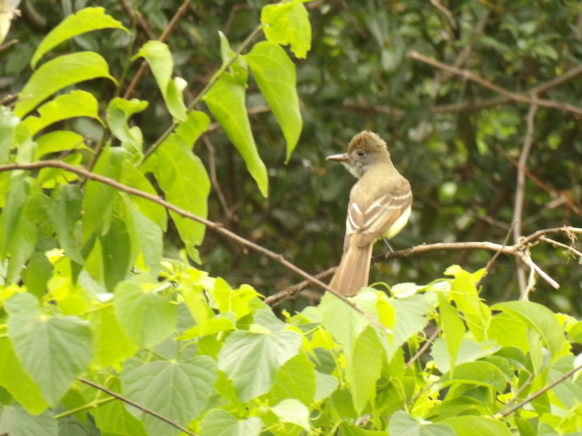 Great Crested Flycatcher - ML619007894