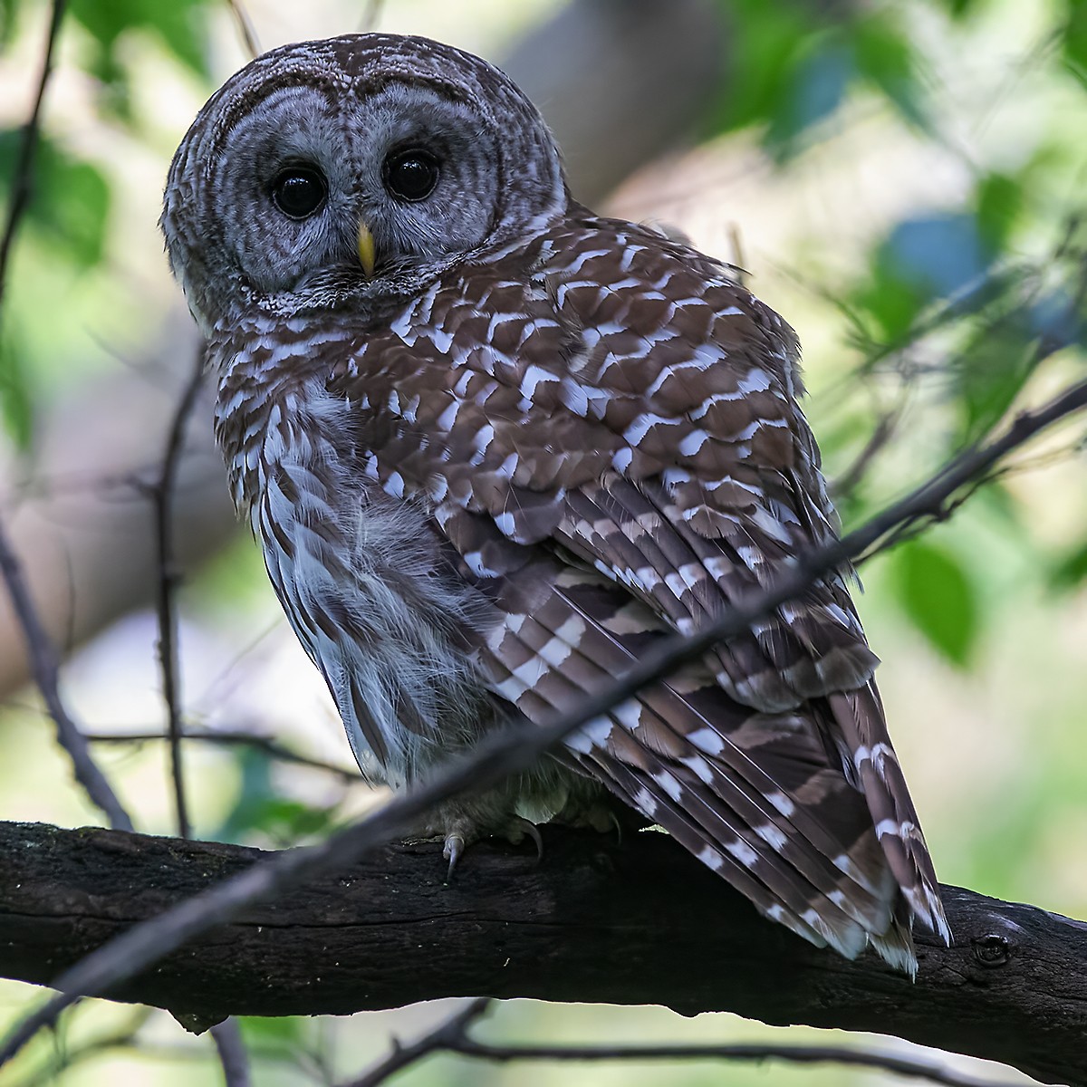 Barred Owl - Brian Peterson