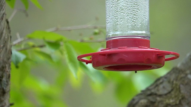 Рубиновогорлый колибри - ML619007909