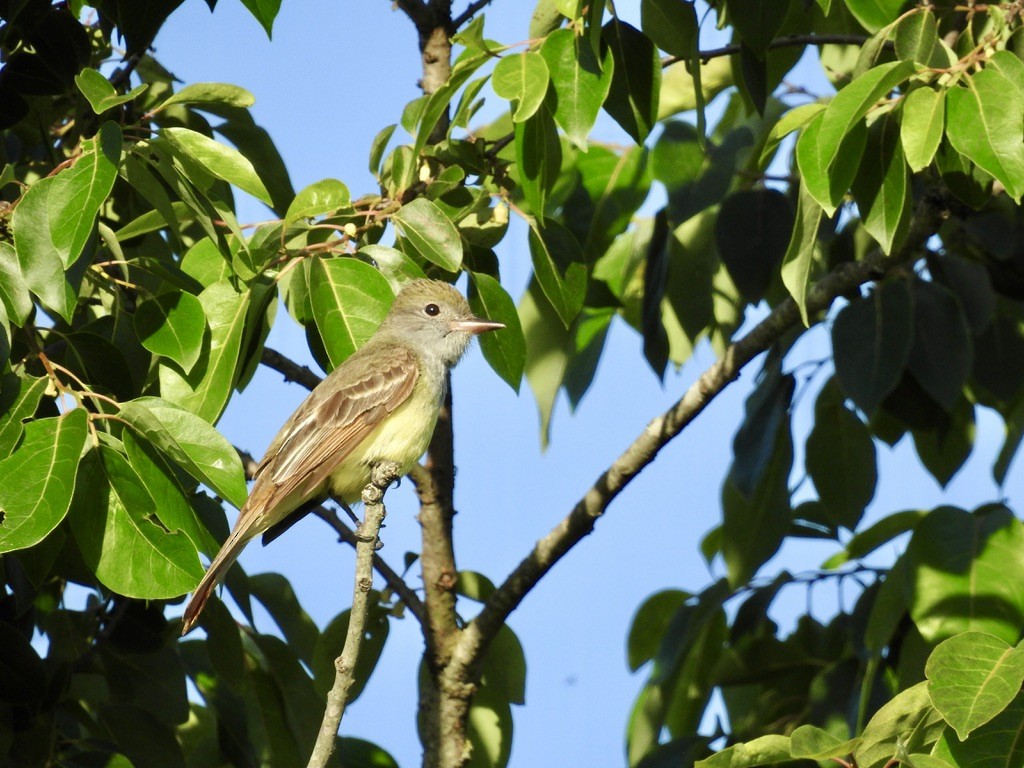 Great Crested Flycatcher - ML619007911
